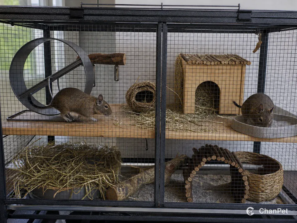 Two degus move in a closed metal-mesh enclosure with a wheel, sand bath, hide, and hay.