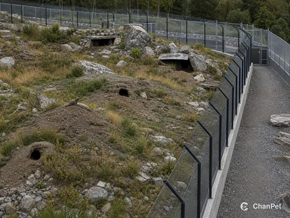 大型专业旱獭围护空间由坡地、洞穴、岩石、围栏和独立维护通道组成,一只旱獭在远处活动。