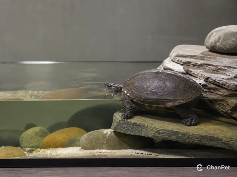 A musk turtle rests at the waterline beside a low stone haul-out in a clean enclosure.