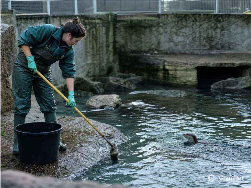 An animal-care worker cleans the edge of a large otter pool.