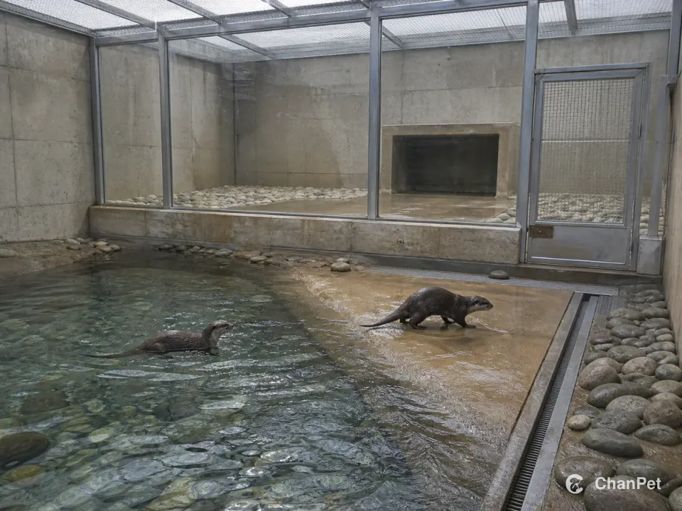 Two Asian small-clawed otters move between a pool and wet haul-out bank in a professional enclosure with drainage, mesh roof and a locked management gate.