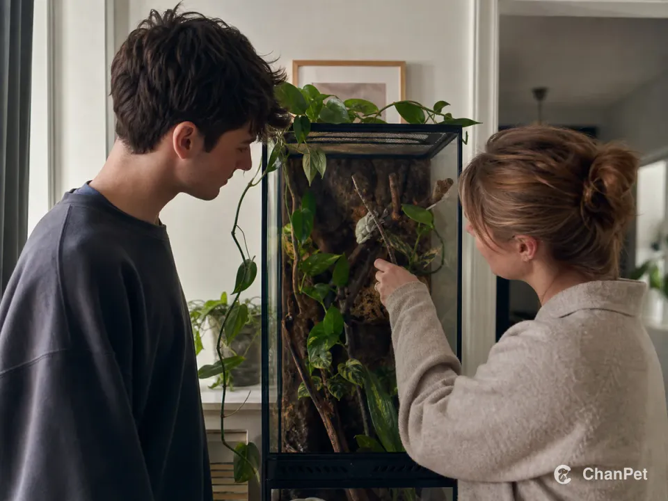 Two adults observe a panther chameleon climbing in a tall planted enclosure.