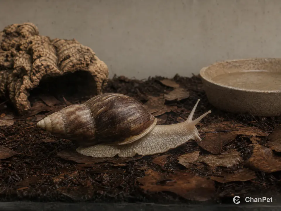 A large land snail moving across leaf-litter substrate beside a cork hide and shallow water dish.