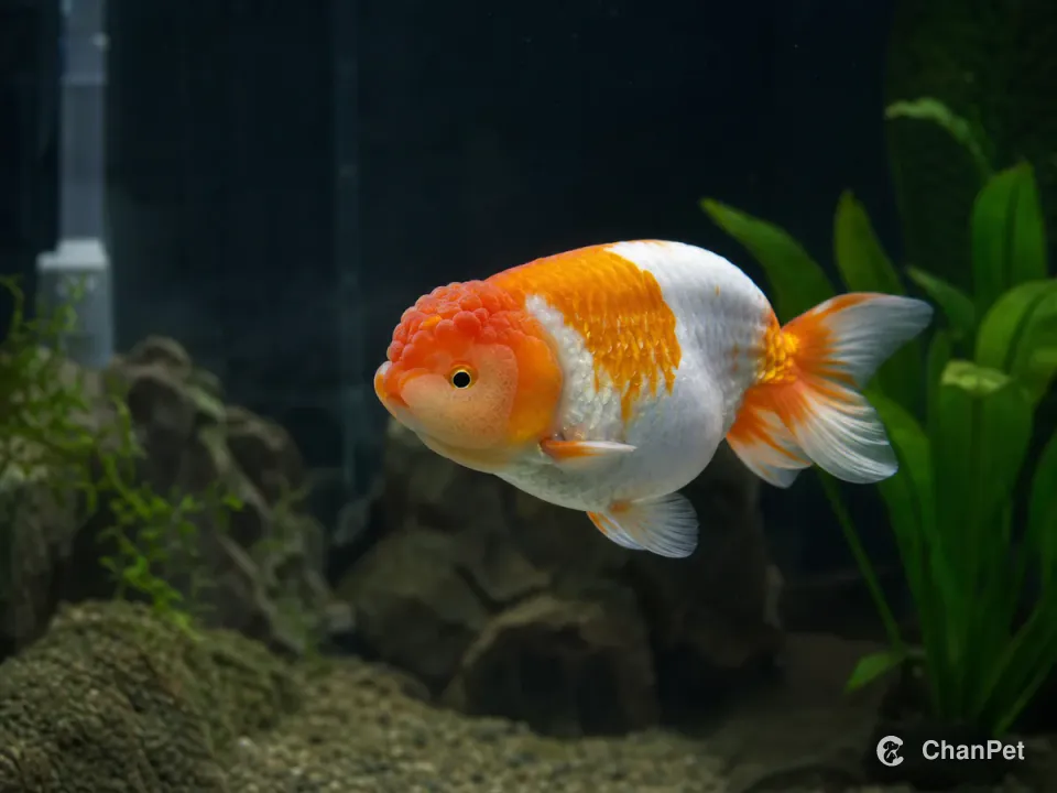 A rounded ranchu goldfish with a split tail swimming calmly in a planted aquarium